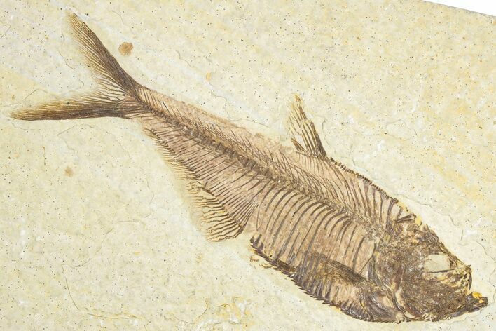 Detailed Fossil Fish (Diplomystus) - Wyoming #348114